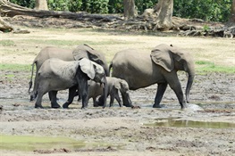 STUDY: A Lost Century for Forest Elephants